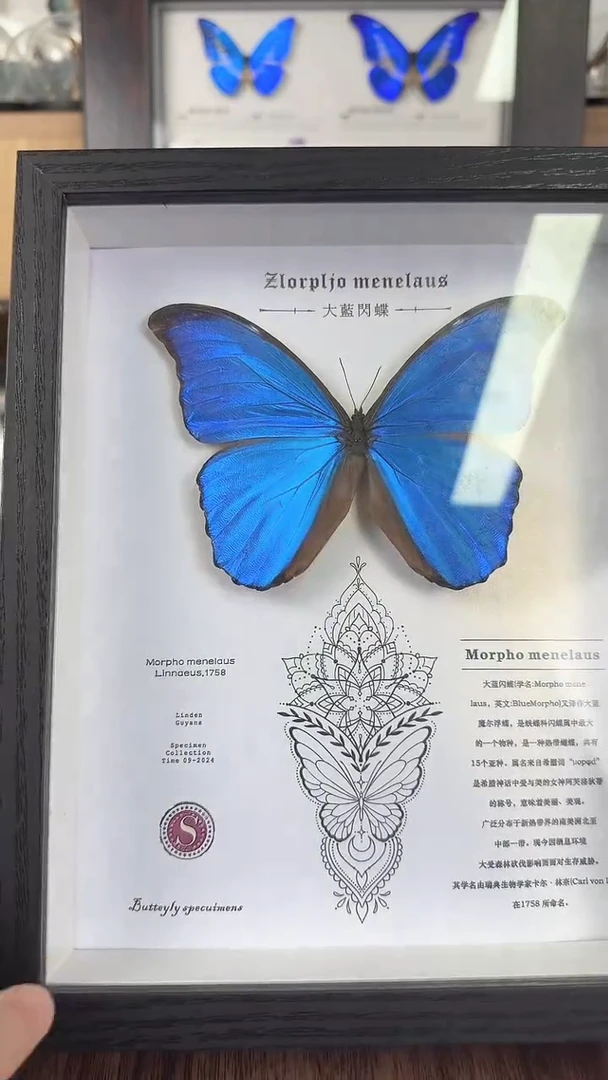 真实天然蝴蝶标本