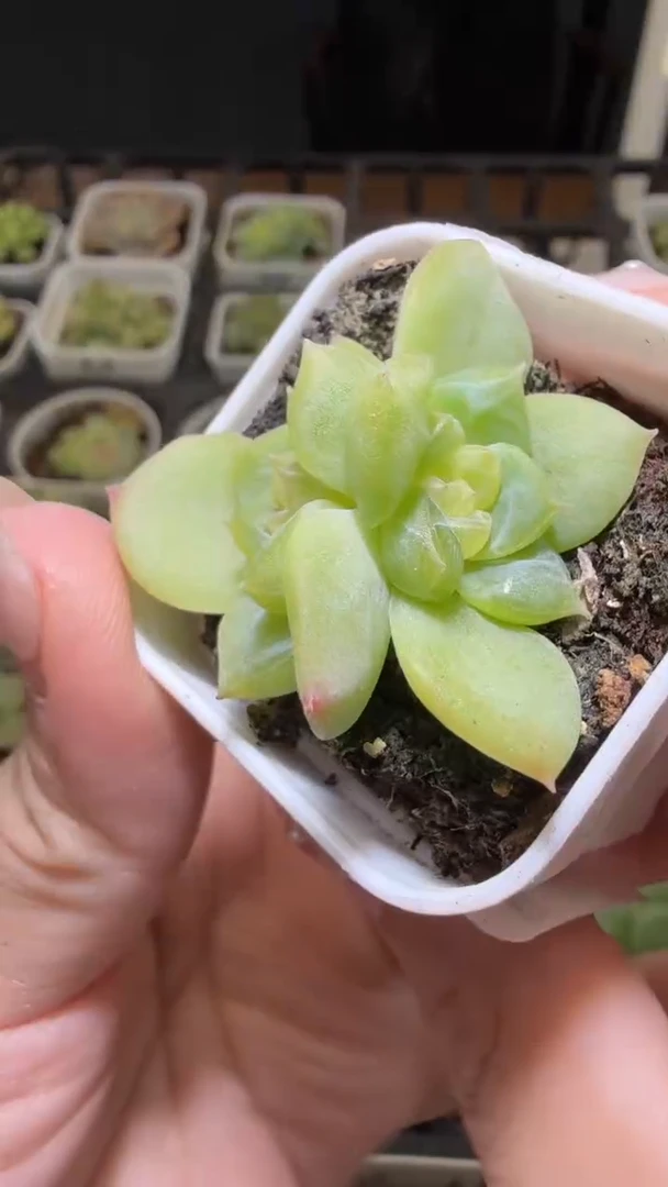 1585  谪仙多肉植物