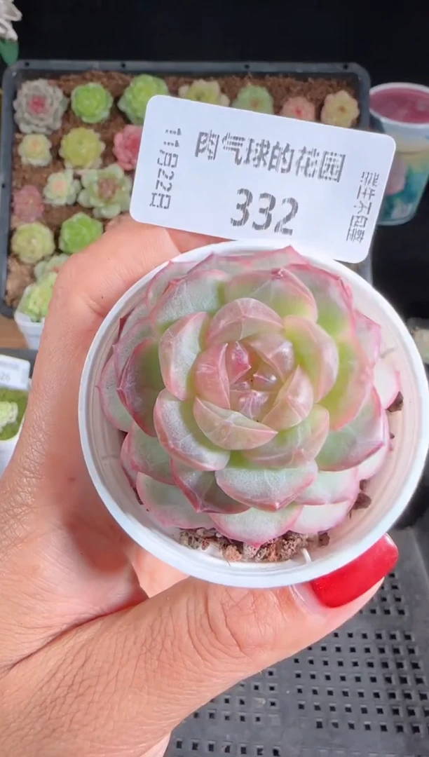 1122-332甘棠群生不包整