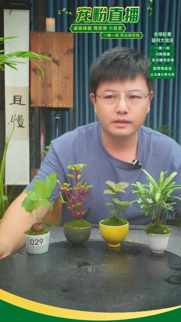 无花朵子*苔藓微景观029号
