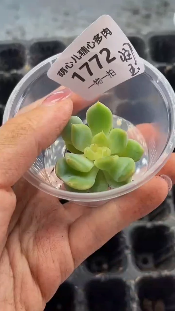 1772 润玉多肉植物