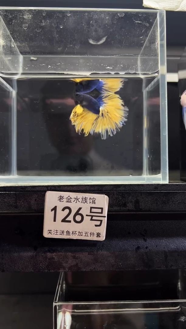 斗鱼泰国斗鱼竞拍126