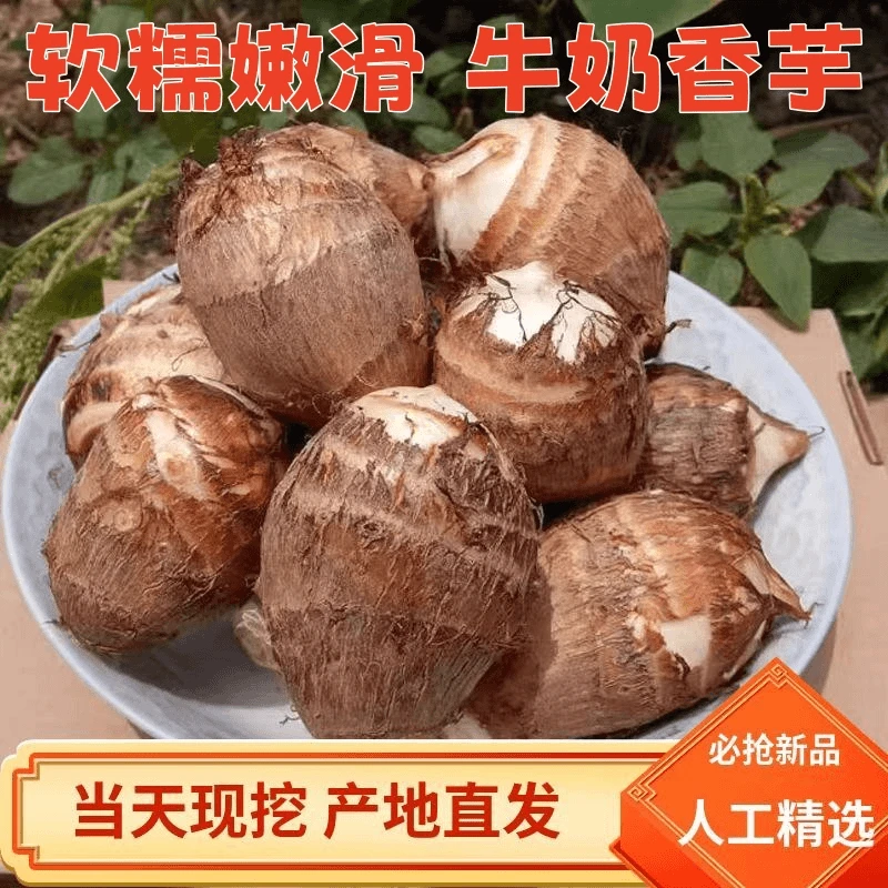 2025现挖牛奶香芋毛芋头软糯嫩滑农家自种产地直发坏果包赔新鲜
