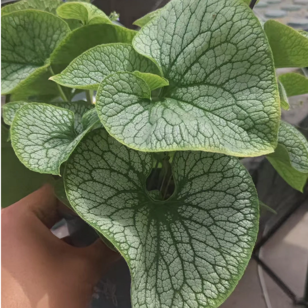 BLD/贝利得【牛舌草】室内室外多年生花花