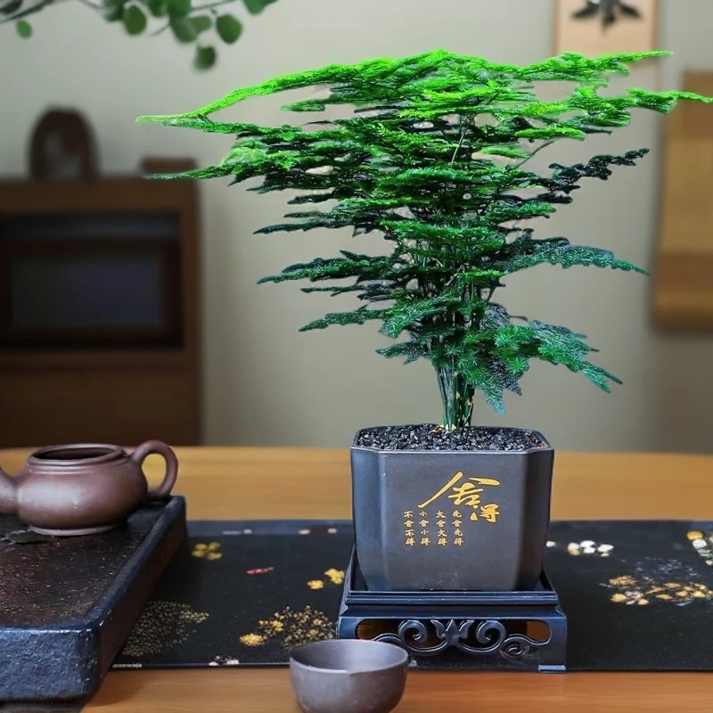 文竹盆栽植物室内客厅中式禅意盆景好养绿植办公室摆件创意花卉