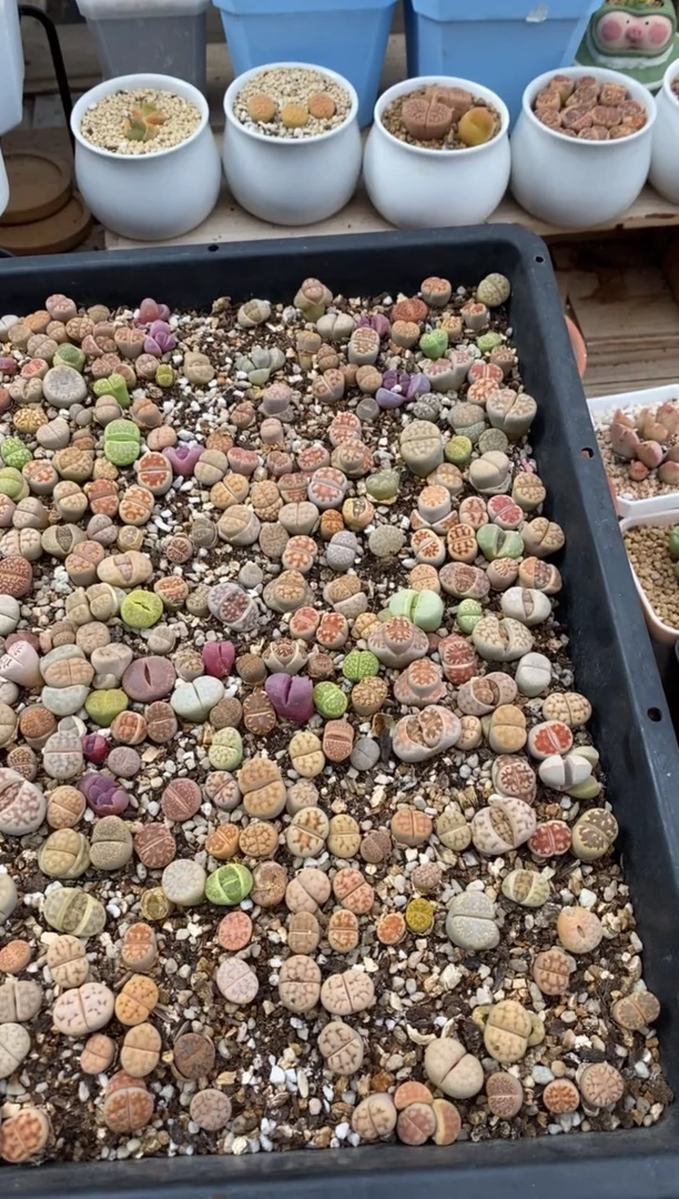 6451直播一物一拍