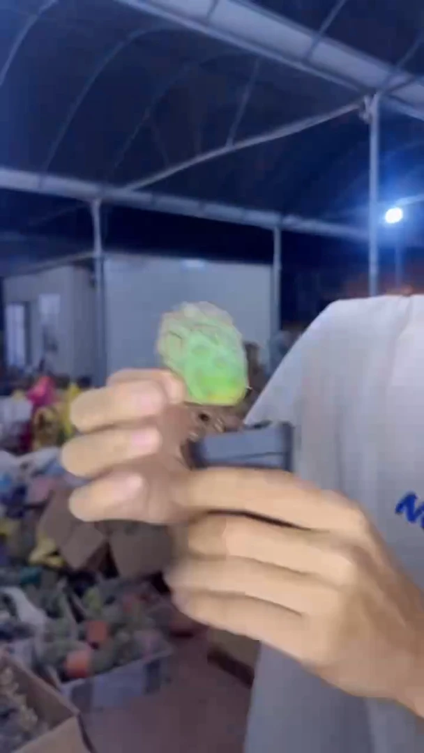 【带根】单头 习志野