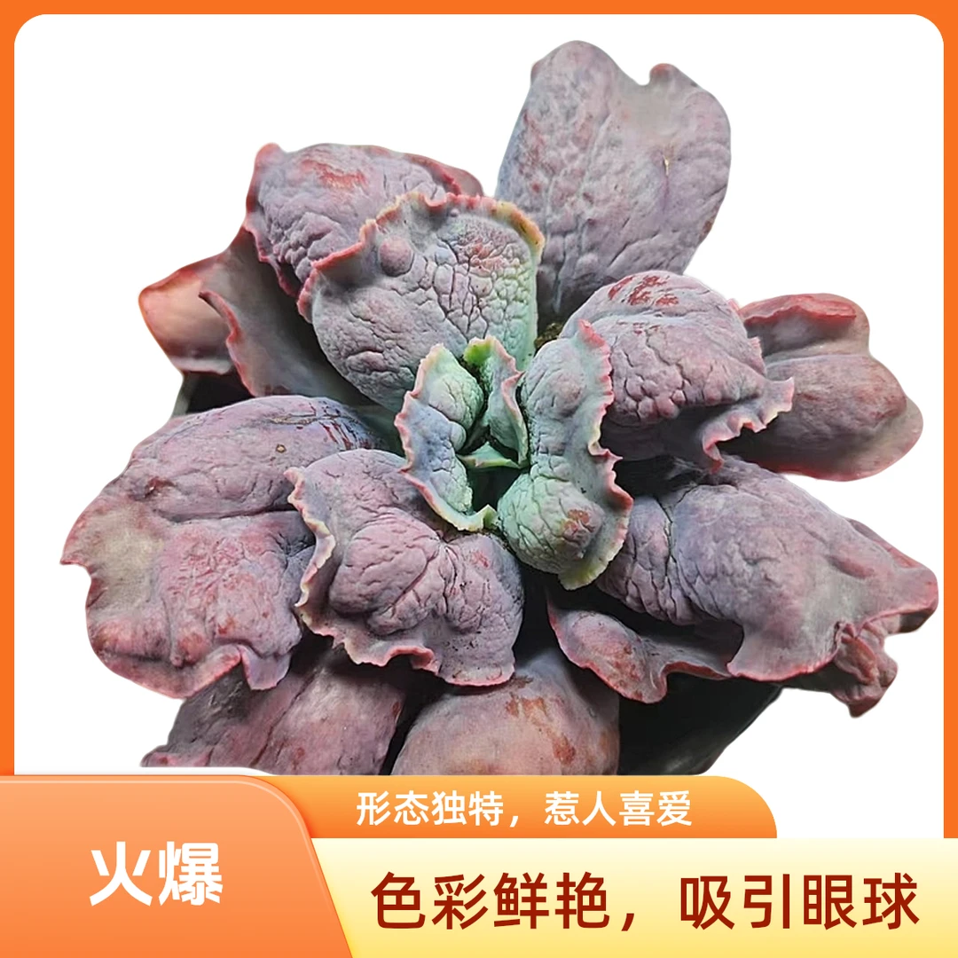 男爵(拼满15元包邮)多肉植物阳台露台办公室绿植植新手好养好活