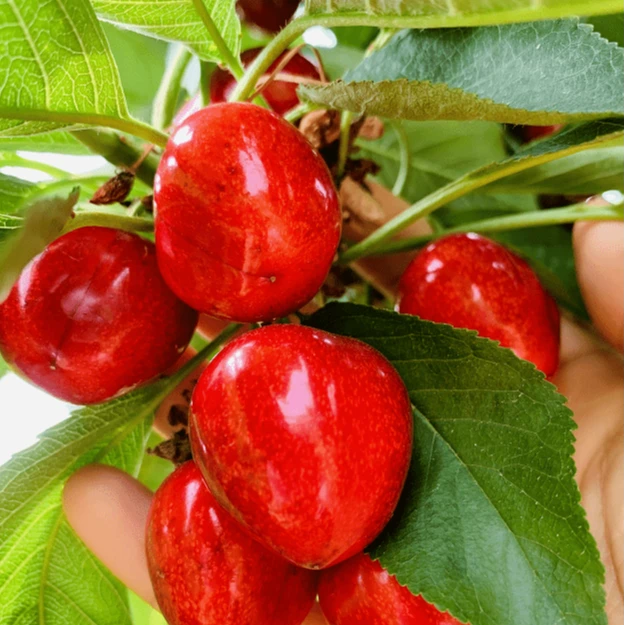 【次日达】密云本地萨米脱樱桃1斤/2斤/5斤 L京东包邮新鲜水果萨米脱樱桃