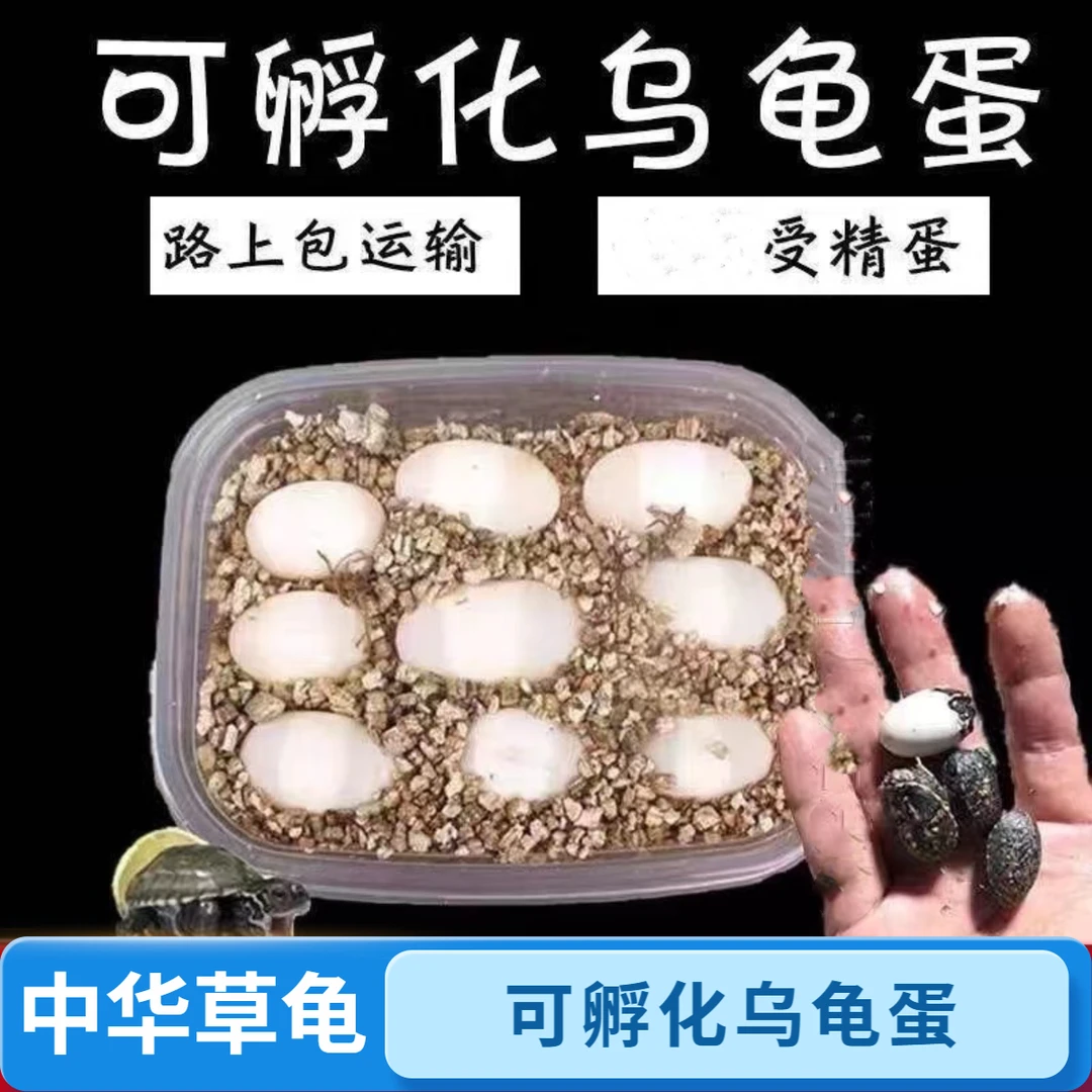 可孵化乌龟蛋受精蛋草龟活物适合家养的小乌龟易存活好养宠物龟