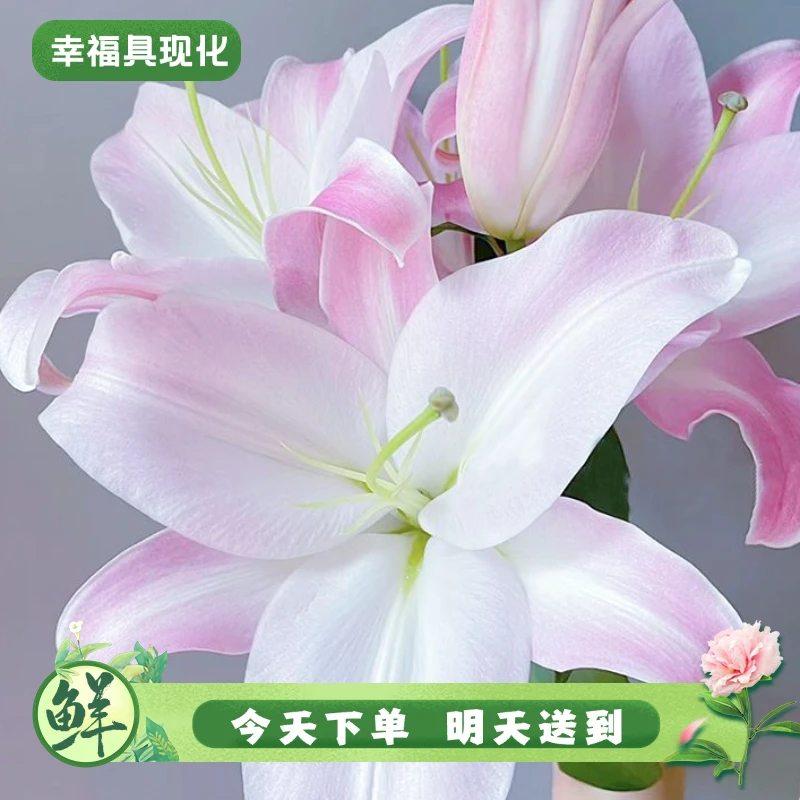【明日必达】香水百合淡香星光俩个头3枝6个花包-粉色-生活鲜切花-全场任意俩单京东包邮到家
