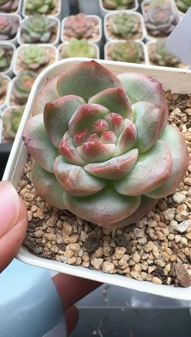 942C云禹多肉植物 带盆土纸巾打包 3颗包邮