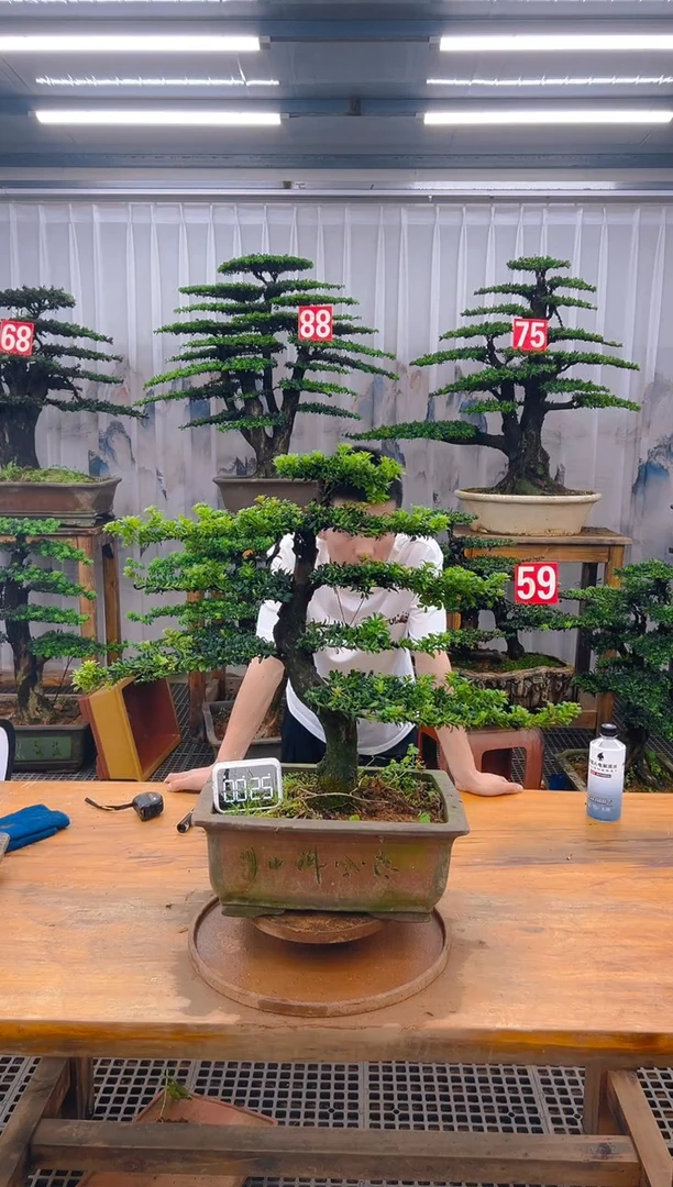 无花朵精品盆景直播间一物一拍