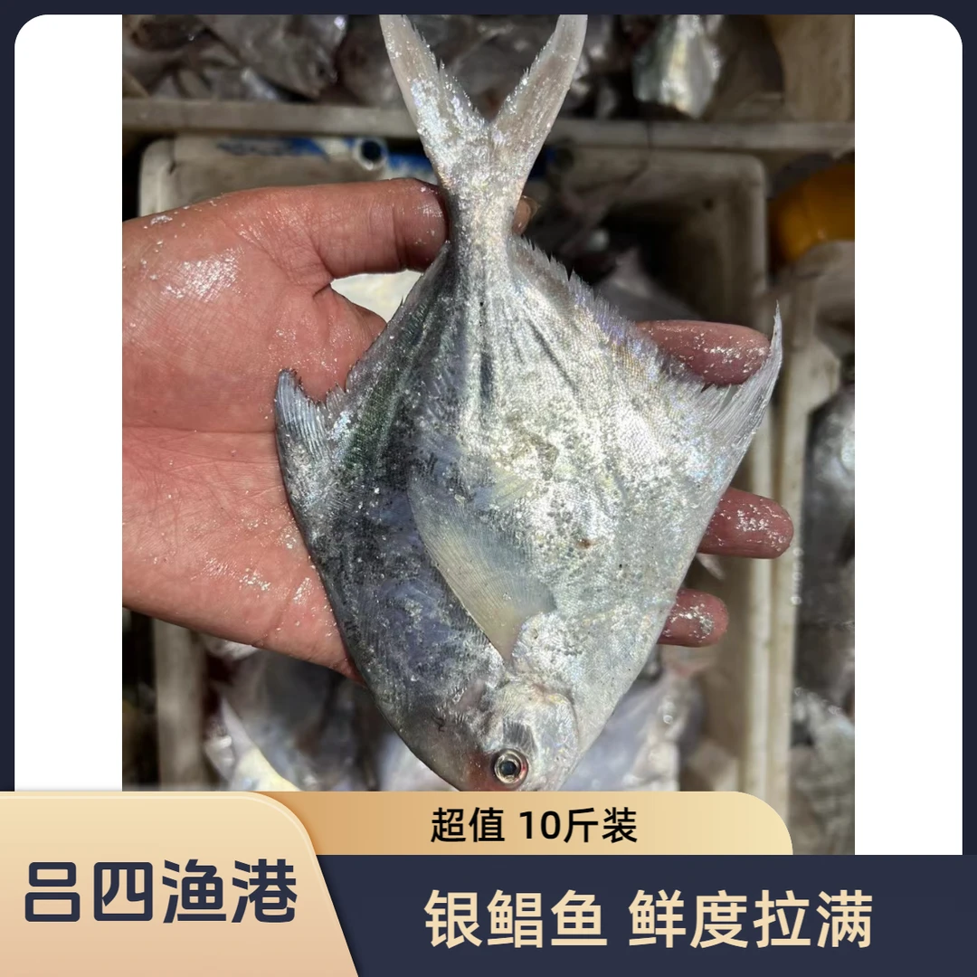 吕四本港海捕银鲳鱼10斤装（1斤4-5条规格）