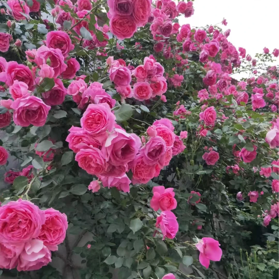 大游行树月  四季可藤可灌月季