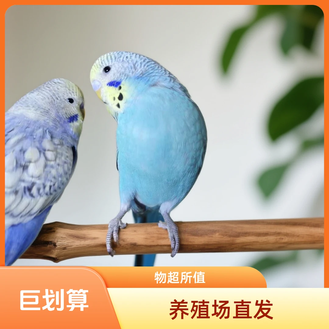 大头虎皮鹦鹉活鸟适合家养可繁殖观赏亲人