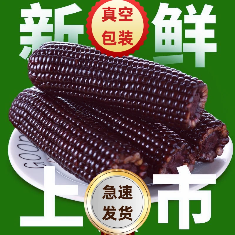 【试吃两根】东北黑糯玉米5斤超大棒黑玉米软糯香甜早餐代餐