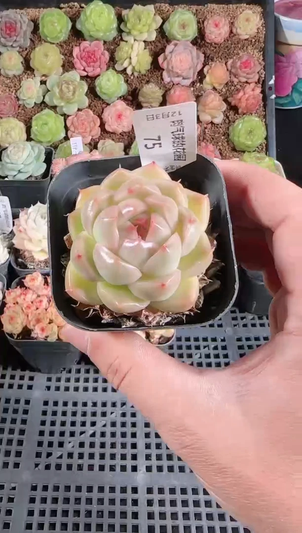 1203-75多肉群生不包整