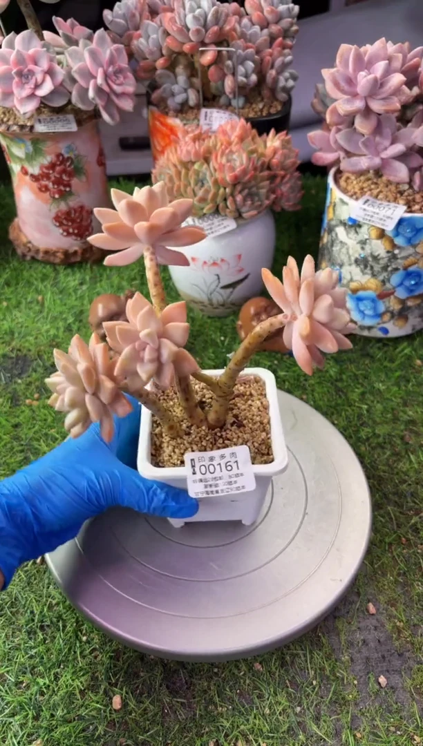 昆明印象多肉00161