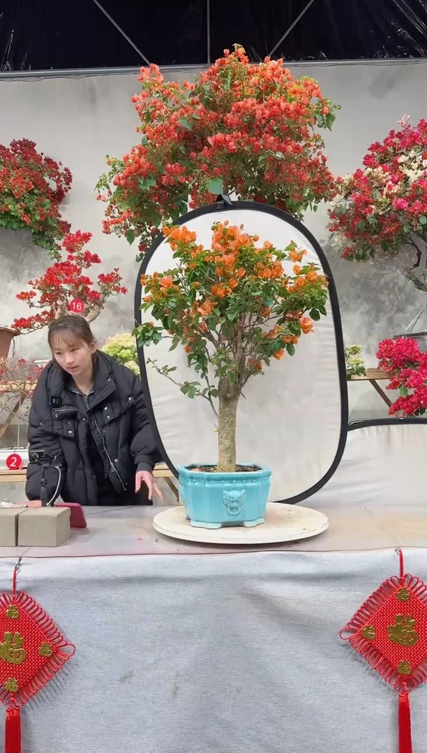 【闪购商品】盆景爱马仕橙