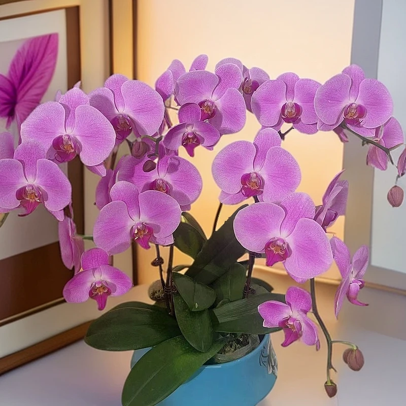 02[粉宝图]欧品蝴蝶兰 盆栽盆景