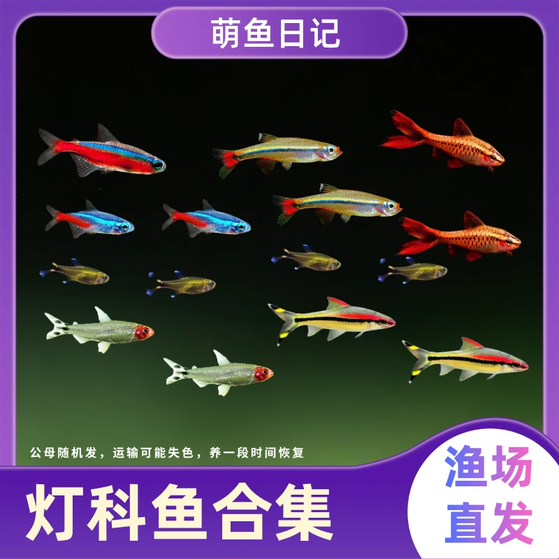 【灯科鱼合集】小型迷你灯宝莲灯观赏鱼灯科鱼好养耐活适合新手