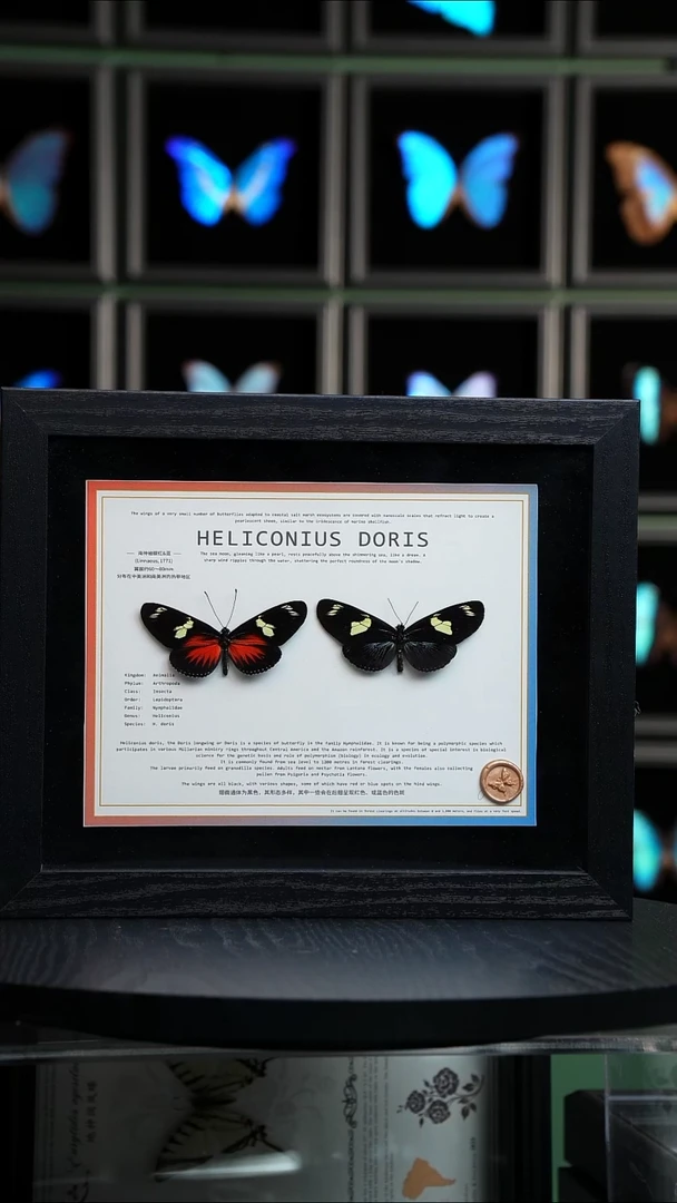 海神袖红蓝一对10寸横框