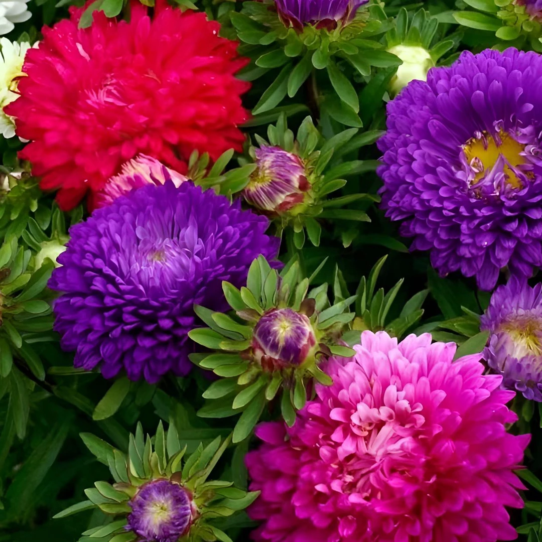 【混色彩虹糖果菊花卉种子】耐热易种阳台庭院植物种子