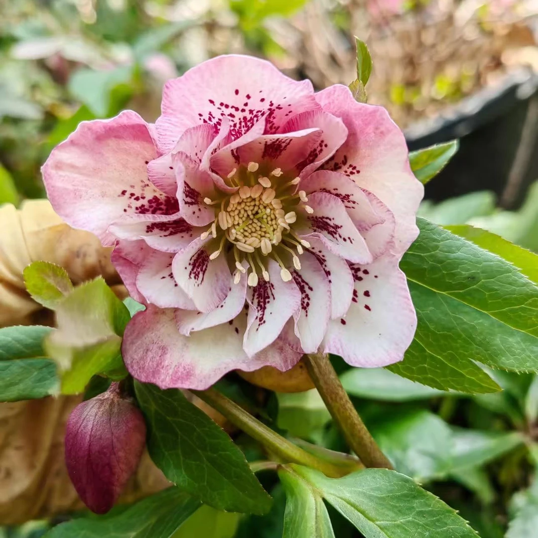 初恋铁筷子花苗盆栽带花室内耐寒花卉年宵花地栽植物好养