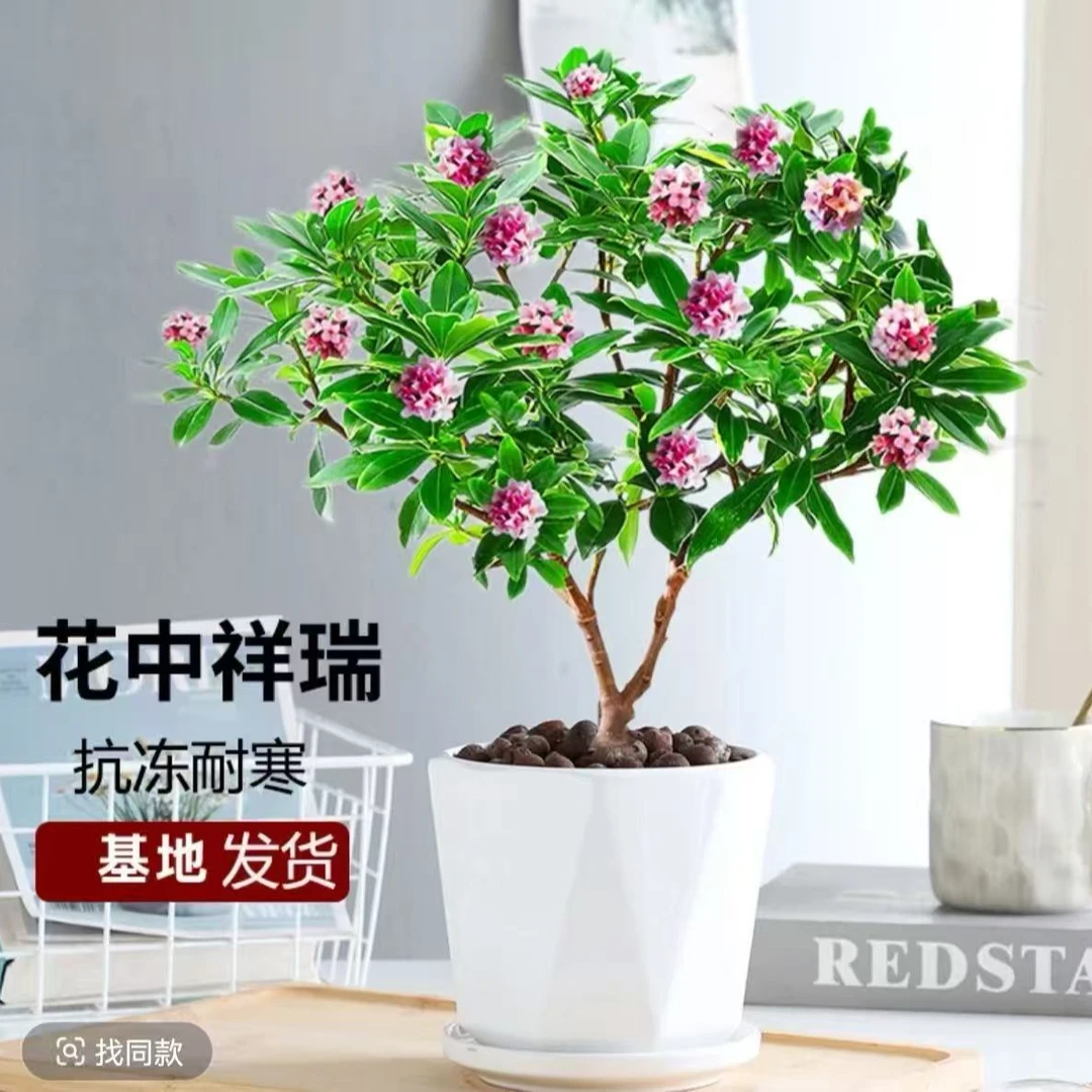 金边瑞香浓香型带花苞耐寒盆栽室内外四季开花观花绿植