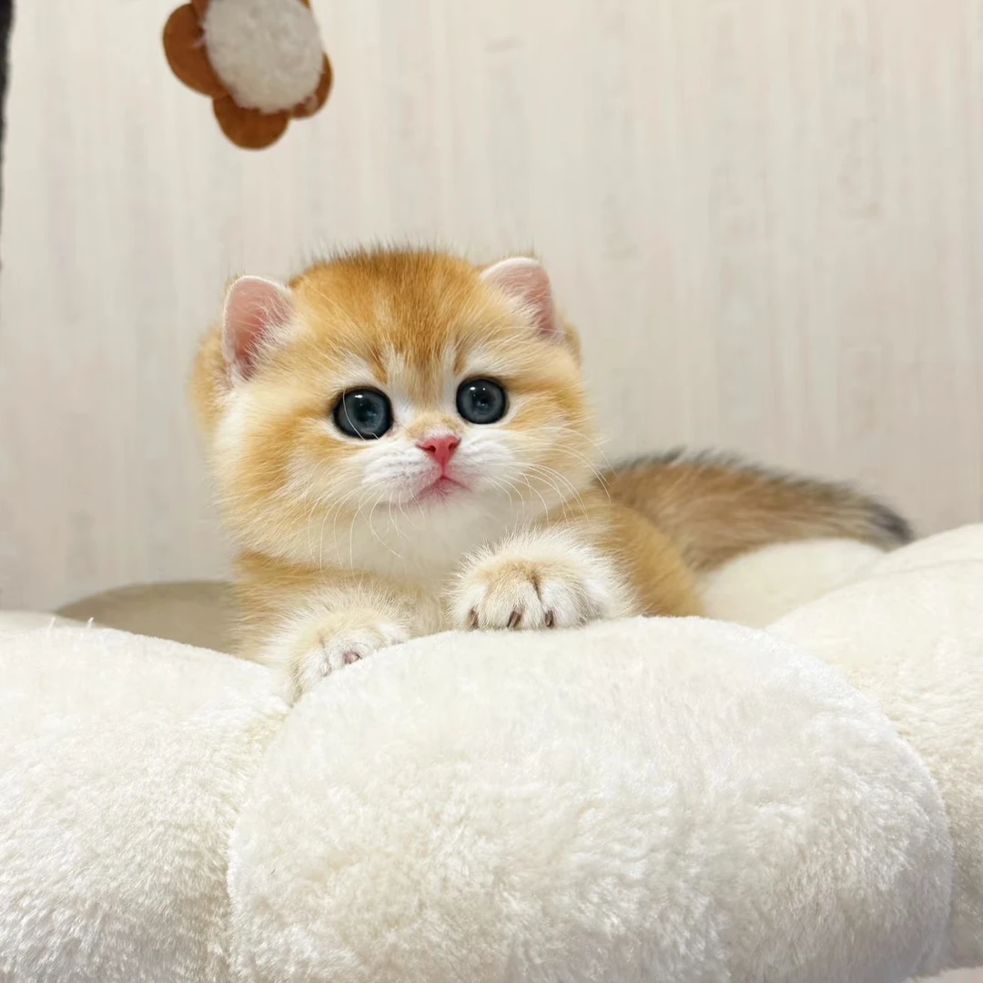 【浙里有猫】可爱渐层熊板长毛拿破仑缅因猫咪猫崽