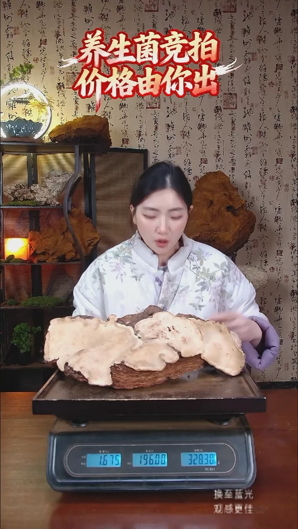 红缘拟层孔菌中国大陆【藏区野生】红缘树舌（3.35斤）40-50年份