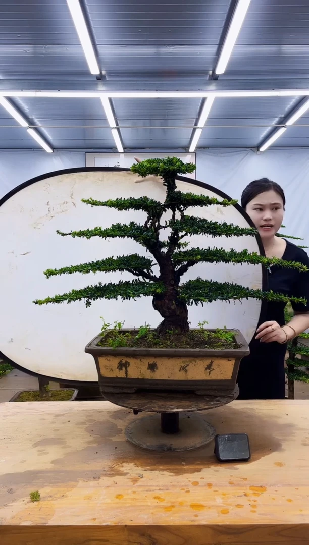 无花朵一物一拍，所见即所得