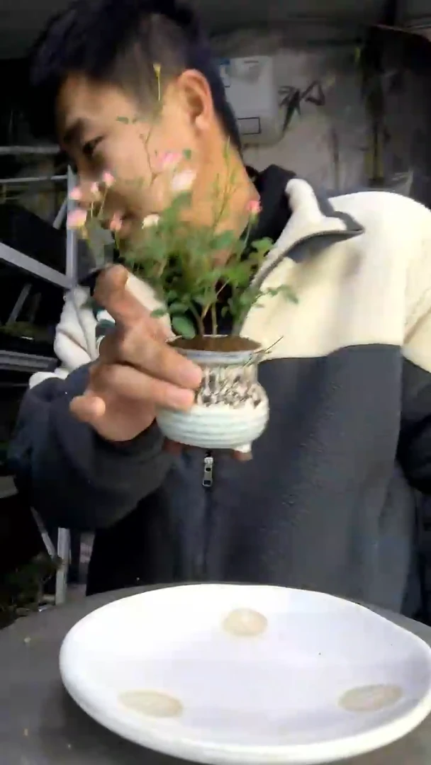 秋中青园艺一物一拍75