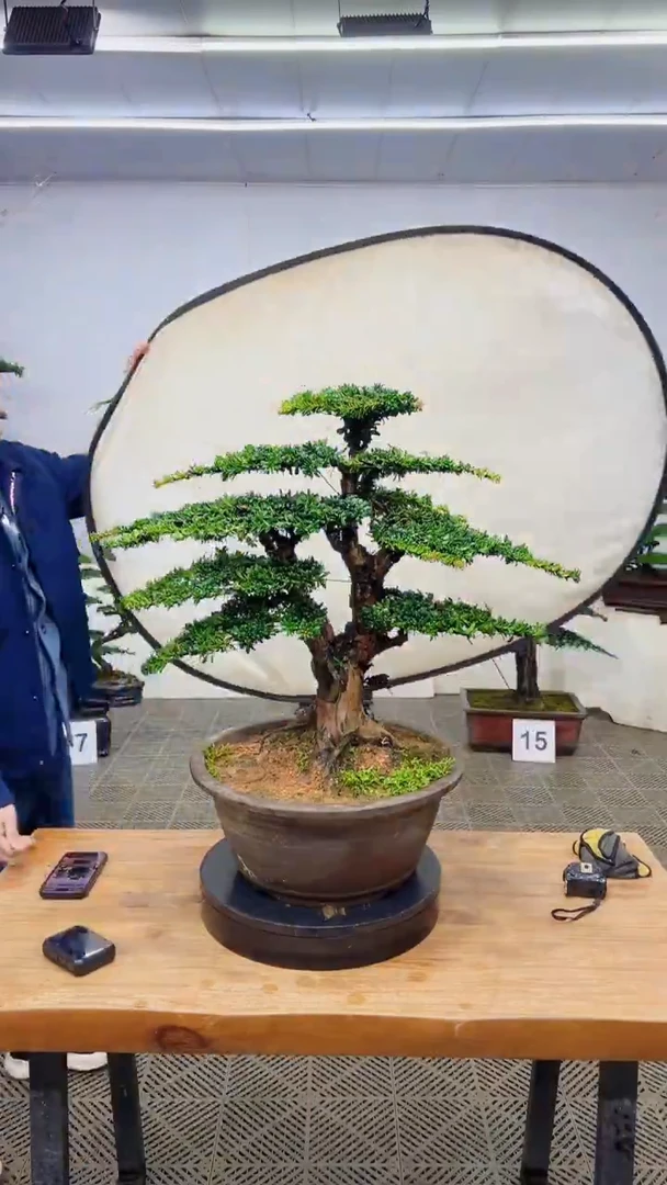无花朵造型盆景一物一拍
