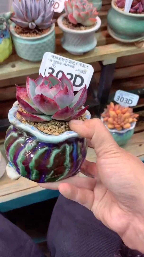 302D（一物一拍实付满28发货，默认不带盆土）