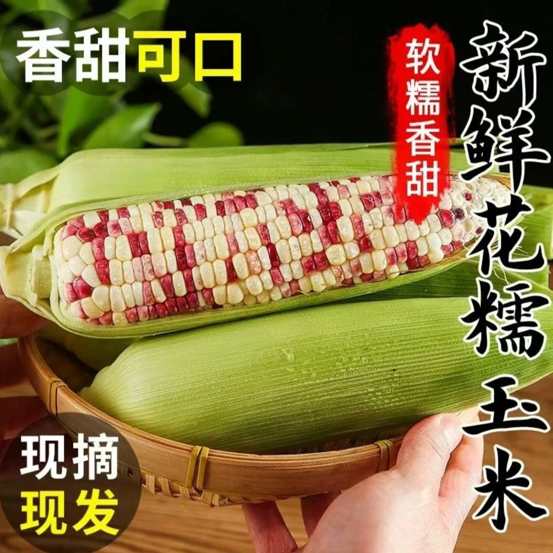 【汇峰农场】新鲜花黏玉米净重5-5.5斤 新鲜现砍 顺丰包邮送货上门花糯玉米天津市