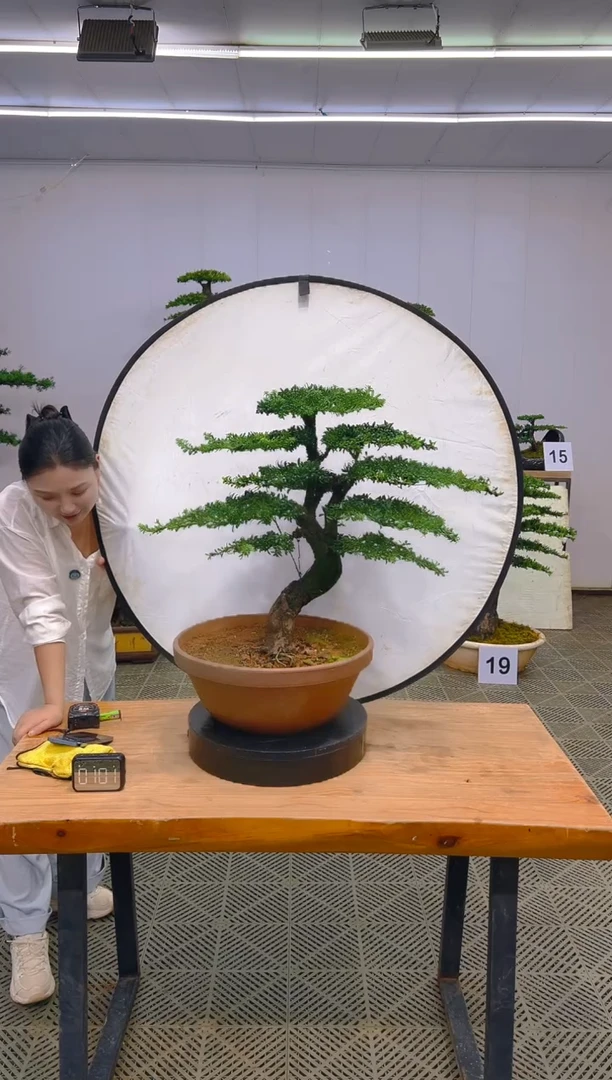 无花朵一物一拍一物一拍