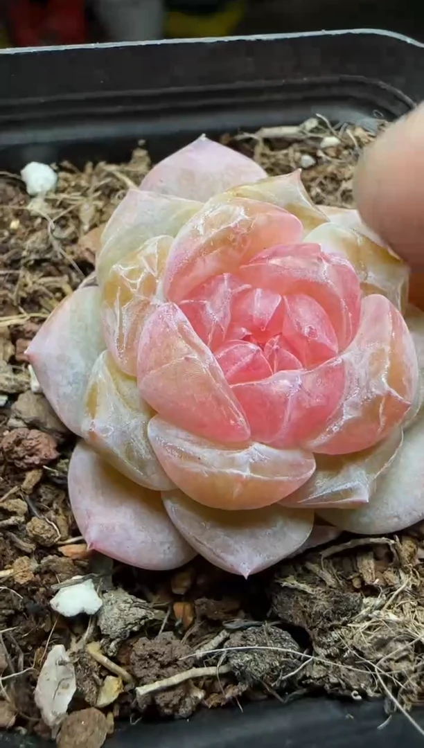 【闪购商品】一物一拍0214—265