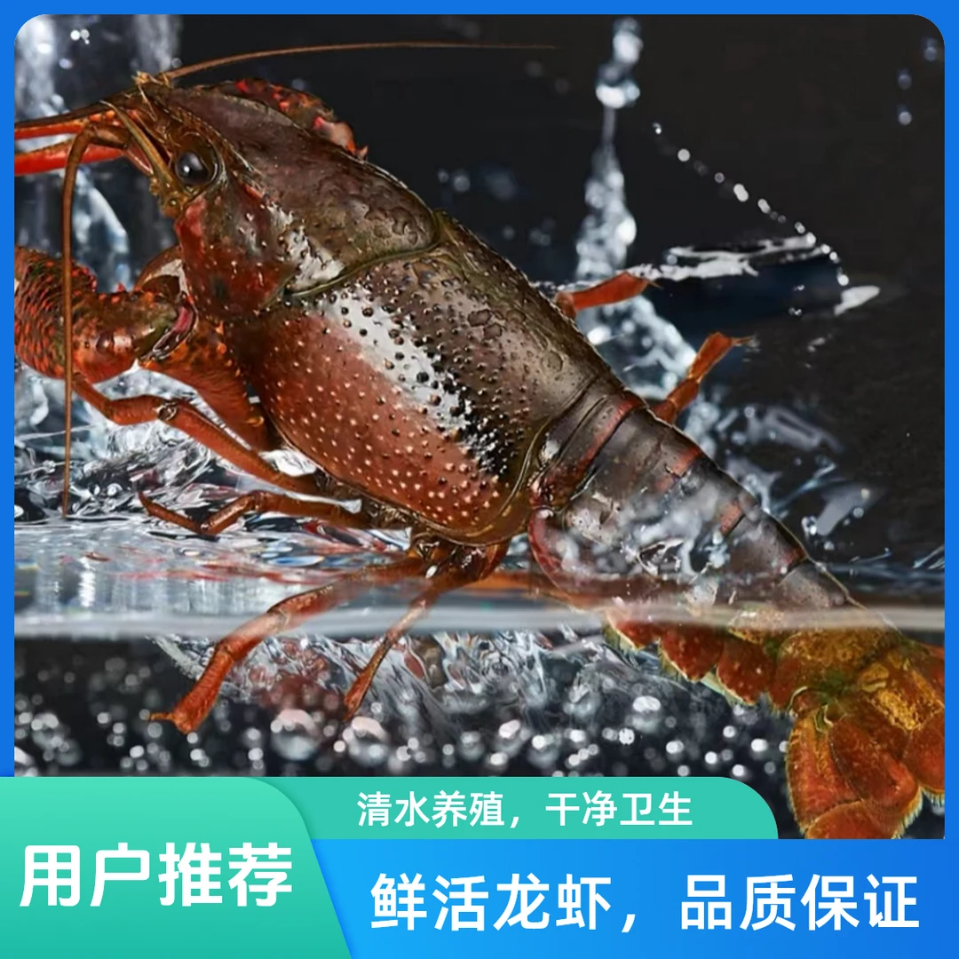 【鲜活小龙虾】正宗潜江清水虾456中大青 4斤+送1斤（约130只）