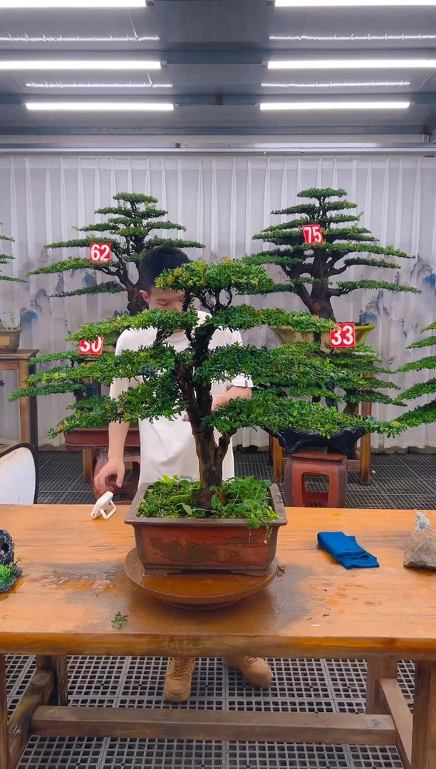 无花朵精品盆景直播间一物一拍