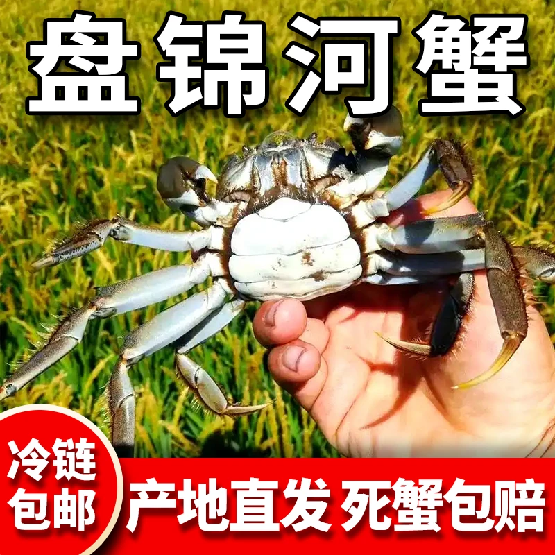 「活蟹」盘锦河蟹母蟹(1-1.3两肥蟹)23-30只3斤装一箱