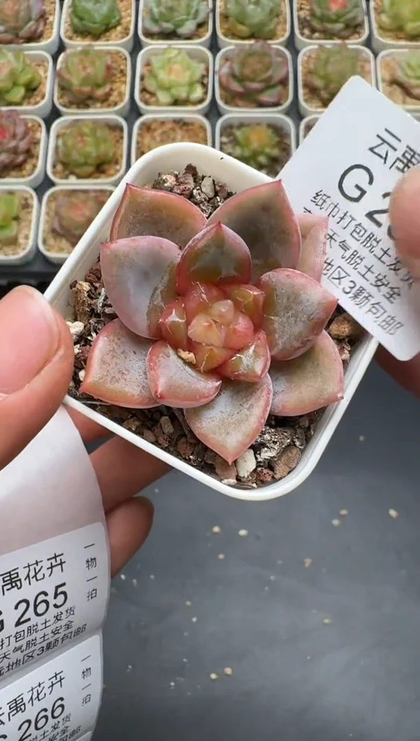 264G云禹多肉植物 脱土纸巾打包 3颗包邮