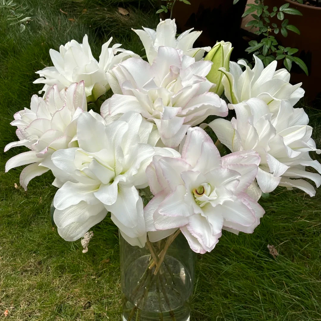 （新品）冰美人重瓣百合 【全店任意满两件发顺丰京东】云南鲜切花