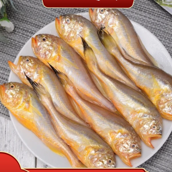 【鲫头鱼】细鳞野生海捕  鲫头鱼 大头宝 蒜瓣肉 食用鲜美