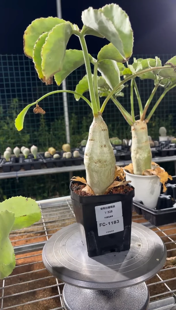 安哥拉葡萄翁FC-1183