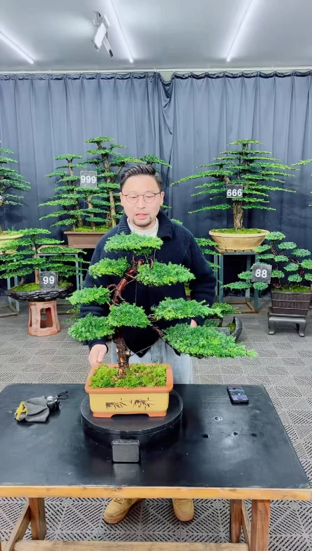 无花朵盆景...........