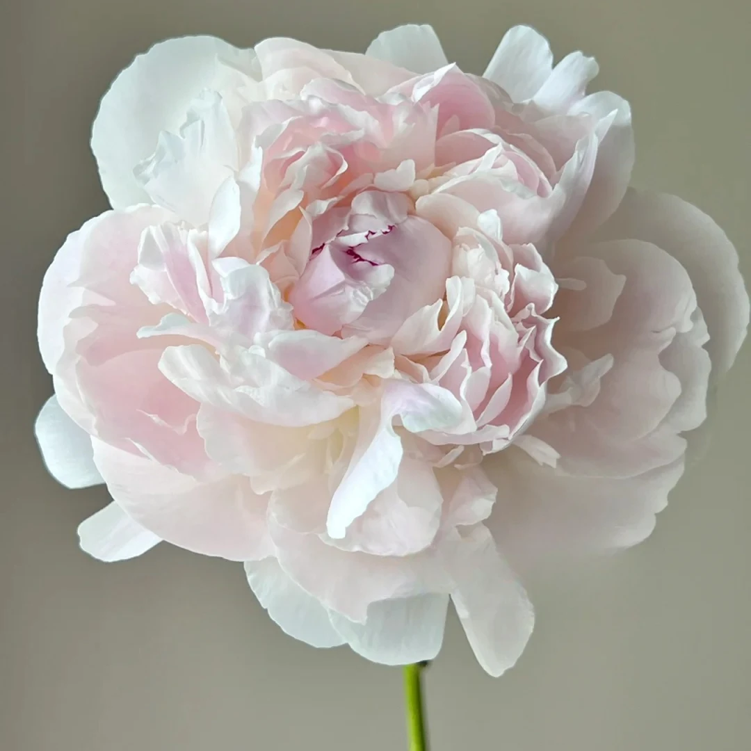 现货【王安园艺】奥迪尔芍药基地直发高端花卉重瓣