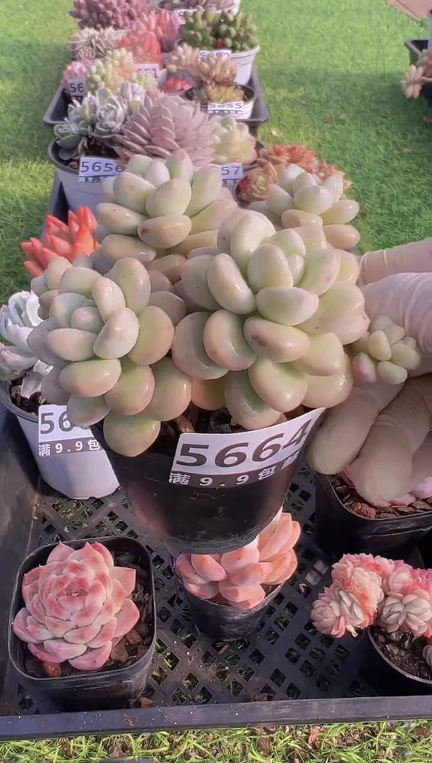 【闪购商品】信福多肉一物一拍