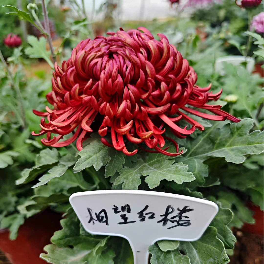 新品【相望红楼】九月大菊花小苗稀有品种花期长耐热耐寒易养活喜阳